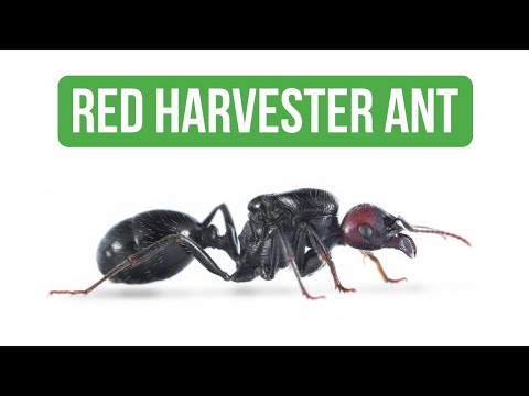 Come Prendersi Cura Di Messor Barbarus