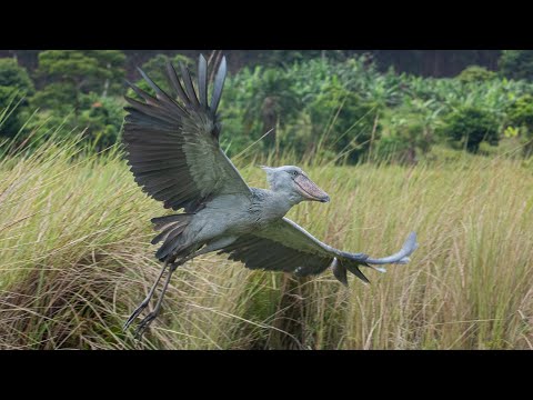 Shoebill Stork Flying