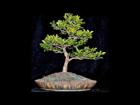 download lagu mp3 mp4 Duranta Sheenas Gold, download lagu Duranta Sheenas Gold gratis, unduh video klip Duranta Sheenas Gold