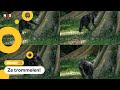 Zo praten chimpansees met elkaar op afstand