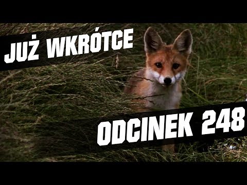 Darz Bór zapowiedź odcinka 248