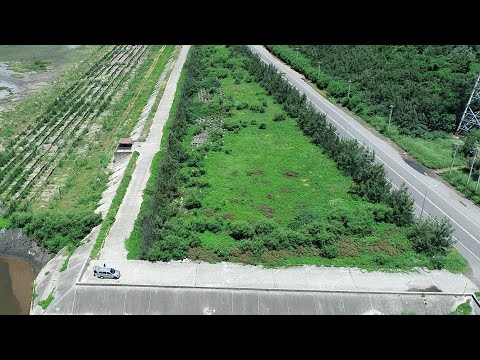 此為施工前停車場、堤防情形，施工前有針對外來種銀合歡(灰褐色)與堤頂大花咸豐草做移除。