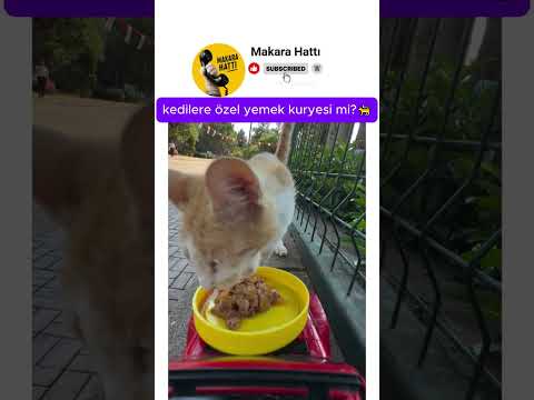 kedilere özel yemek kuryesi 🐱