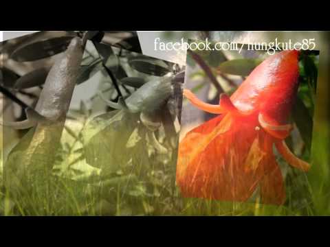 Liên khúc Chiều mưa 3 (phần 2) - Như Quỳnh