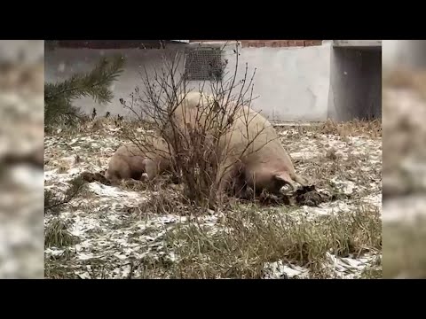 Свиньи в Ревде стали ближе к людям