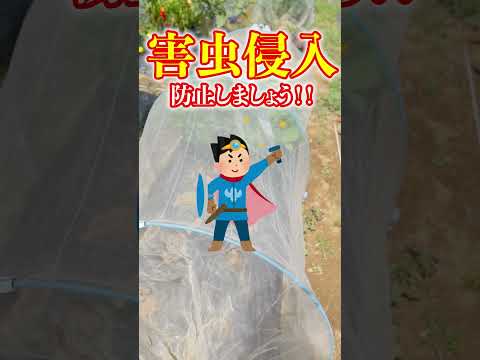 マグノリアをいつ地面に植えるのですか？どのように進めればよいでしょうか？方法、メンテナンス、病気  庭園