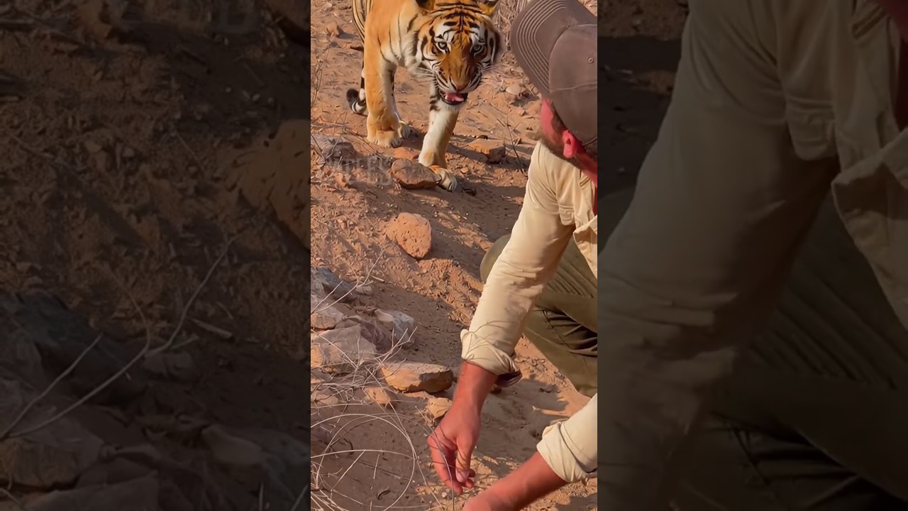 Tiger Appeared Right Behind Him… | 背後に現れた母トラ