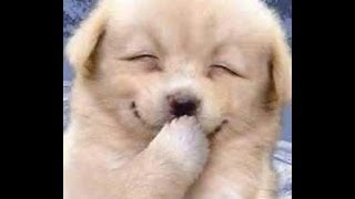 The Great Franco Lantini-Stephen Martin Gang ★ Nino Rota 8 1/2