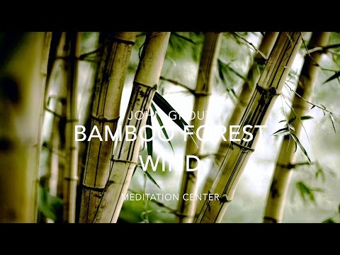 NATURE SOUNDS: Relaxing Nature Sound Of Bamboo In The Wind (No Music)