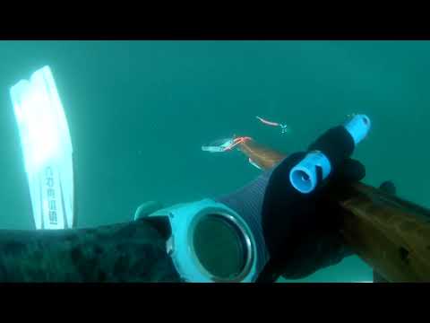 12 30 2022 Golden Trevally