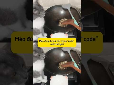 Bộ tụi mèo này được lập trình sănz hết hay gì #thucung #mèocon #thucanchomeo #petlovers #cutecat