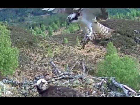 Whole trout delivered by Louis the Loch Arkaig Osprey, the first fish of the day 13 May 2020