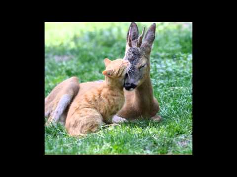 PETR REZEK PŘÁTELSTVÍ