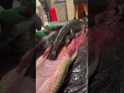 Green Anaconda NOT the biggest snake in the world?! 😱🐍