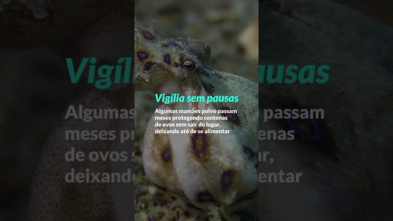 Missão Maternidade