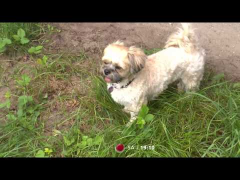 "Der V.I.P. Hundeprofi" mit Barbara Hahlweg, Charlotte Karlinder, Mickie Krause und Ulli Potofski.