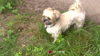 "Der V.I.P. Hundeprofi" mit Barbara Hahlweg, Charlotte Karlinder, Mickie Krause und Ulli Potofski.