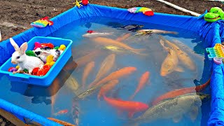 Download lagu Ornamental fish fishing, colorful chickens, funny chickens, catfish, goldfish, big fish, funny fish mp3 Download lagu Ornamental fish fishing, colorful chickens, funny chickens, catfish, goldfish, big fish, funny fish mp3