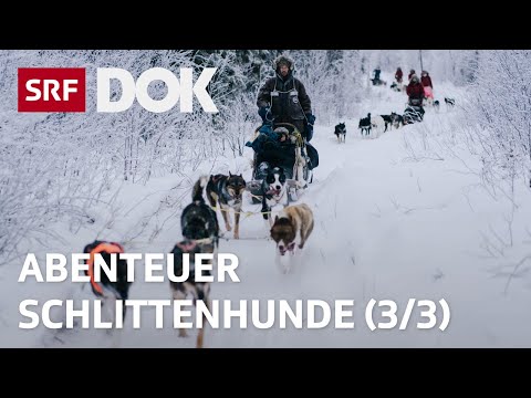 Abenteuer Schlittenhunde | Mit Huskys unterwegs in Finnisch Lappland (3/3) | Doku | SRF Dok