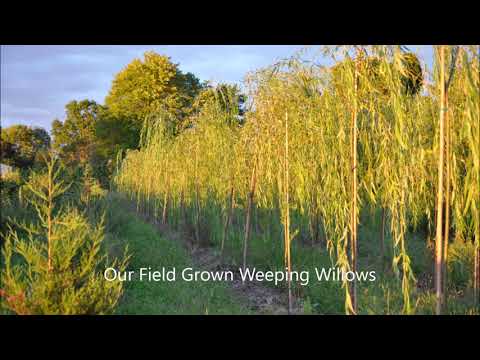 Growing a Weeping Willow from a Small Branch   is easy and rewarding
