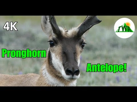 The Pronghorn Antelope: Fastest Land Animal in the World! (4K)