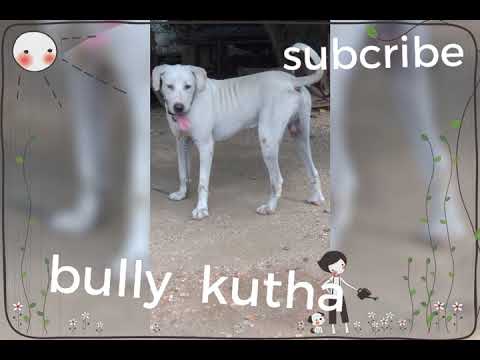 BULLY  KUTHA 🔥🔥🔥