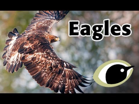 BTO Bird ID - Eagles