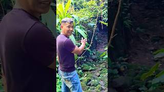 Download lagu If you find this areuy in the forest, you must unbook it, okay? 👇 #shorts mp3