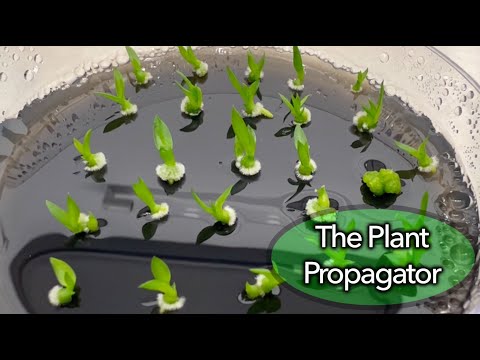 Orchid Seeds and Seedlings!