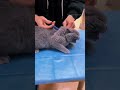 Cats Fear Of A Needle Mycutecat7 Mycutecatabm222 Cute Funny Cutecathere