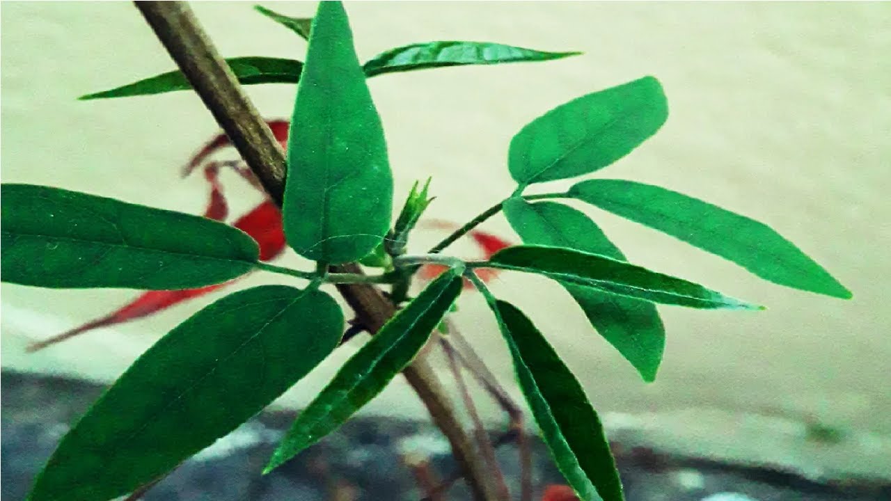 Aumenta a Imunidade, as Plaquetas, Acaba com Gripe, Resfriados, Anemia… 💖 MARILENE SARAH FIALHO