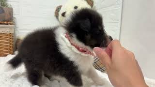 シェットランドシープドッグの動画02