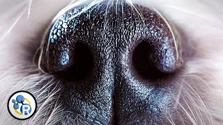 Why Do Dogs Smell Each Other's Butts?