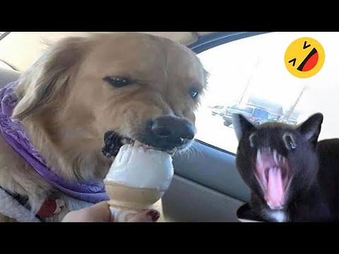 Funny Dogs And Cats Videos 2024 😅 - Best Funniest Animal Videos Of The week #15