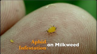 Aphid Infestation on Milkweed