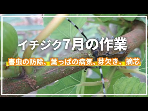 園芸 スズメバチなくしてイチジクなし