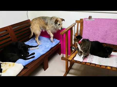 Amala gets along with cat.