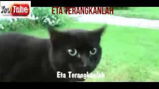 Download lagu Gokil Habis Eta Terangkanlah Versi Kucing... mp3