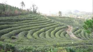 preview picture of video '녹차원 보성다원(Nokchawon Organic Green tea plantation in Bosung, Korea)'