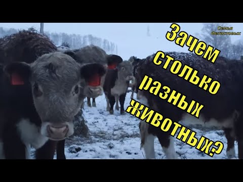 Зачем МНОГО разной ЖИВНОСТИ?/Семья Фетистовых