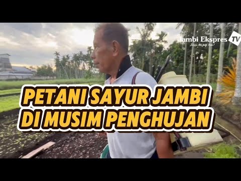 MENGINTIP KEGIATAN PETANI SAYUR DI BAKUNG KOTA JAMBI 