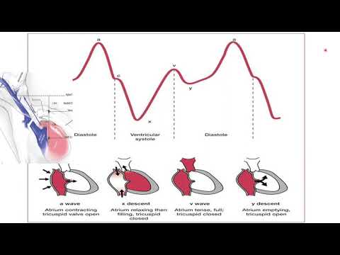Jugular Venous Pressure Curve (JVP)