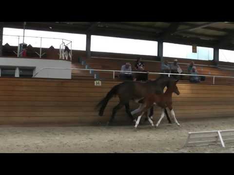 HF v. Emerald van het Ruytershof - Blue Balou