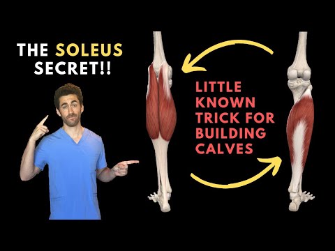 The Soleus Secret (The Anatomy behind Calf Definition and Volume)