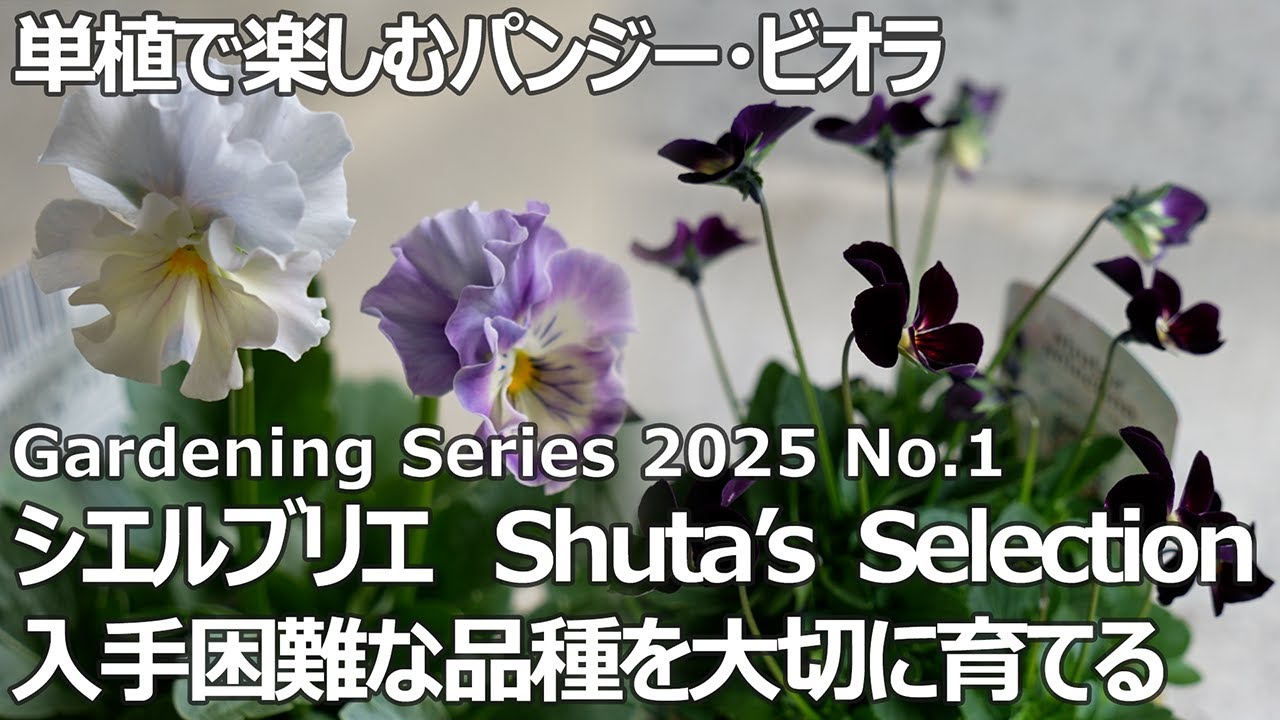 【ガーデニングシリーズ 2025 No.1】単植で楽しむパンジー・ビオラ | 入手困難な品種を大切に育てる | #シエルブリエ #ShutasSelection #パンジー #ビオラ