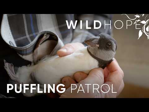 An Iceland Community Rallies to Save Lost Baby Puffins | WILD HOPE