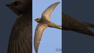 Alpine Swift bird.... #shortsvideo #trendingshorts