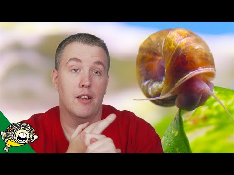 How Do I Get Rid of Snails in my Fish Tank?