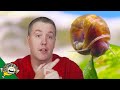 Get Rid Of Snails In Your Aquarium