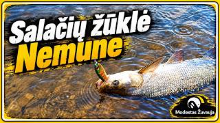 Salačių žūklė Nemune